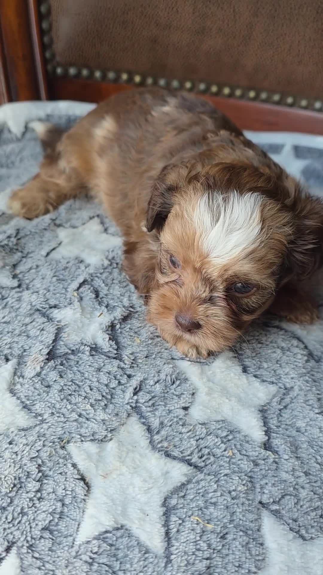 Shihpoo dogs for sale: Dior  - Video 1
