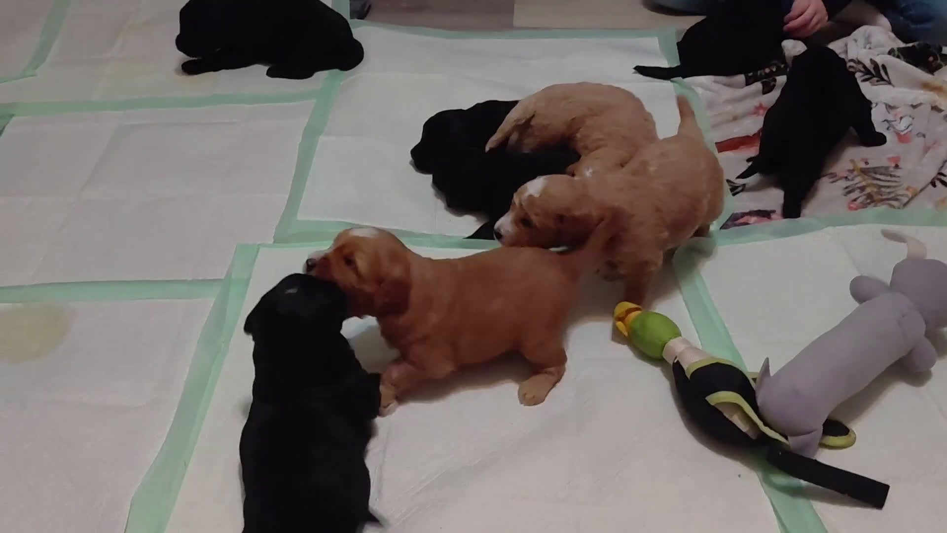 Mini Goldendoodle dogs for sale: Mini Goldendoodle (Max) - Video 4