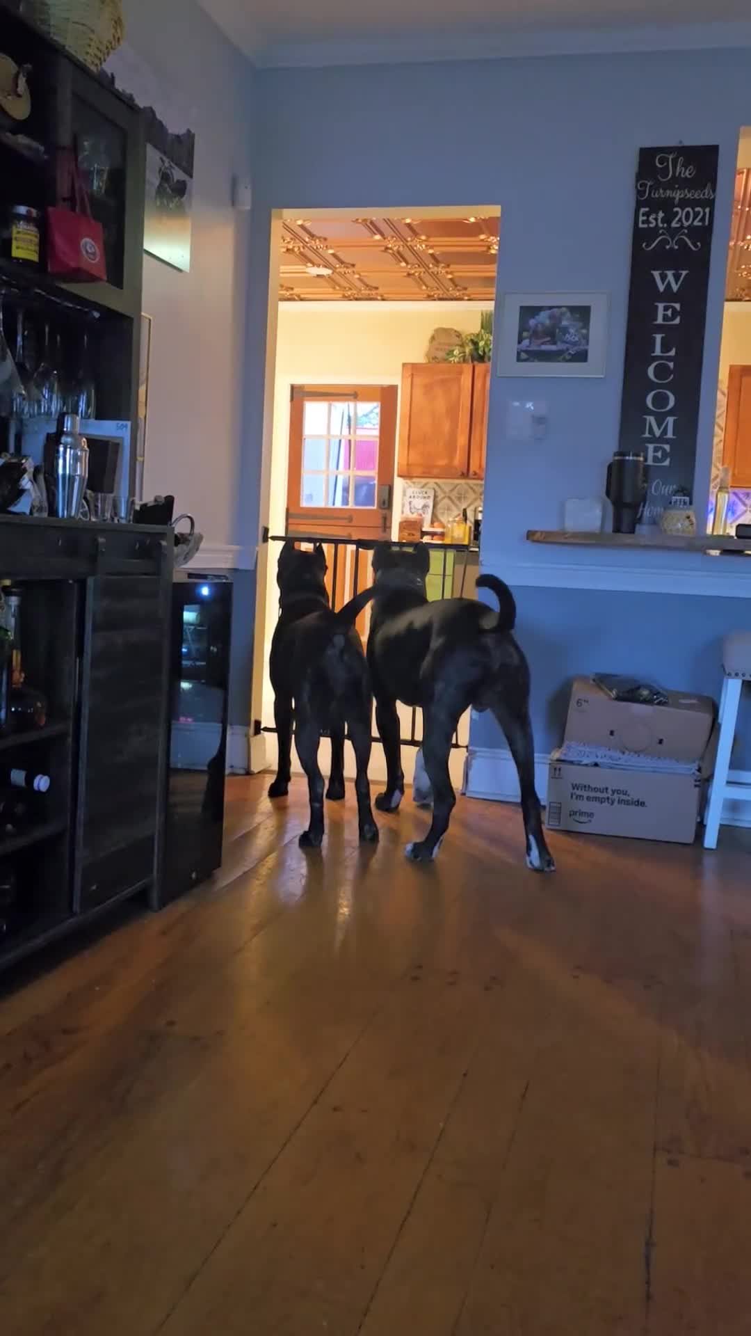 Presa Canario dogs for sale: Mr Neon  - Video 2