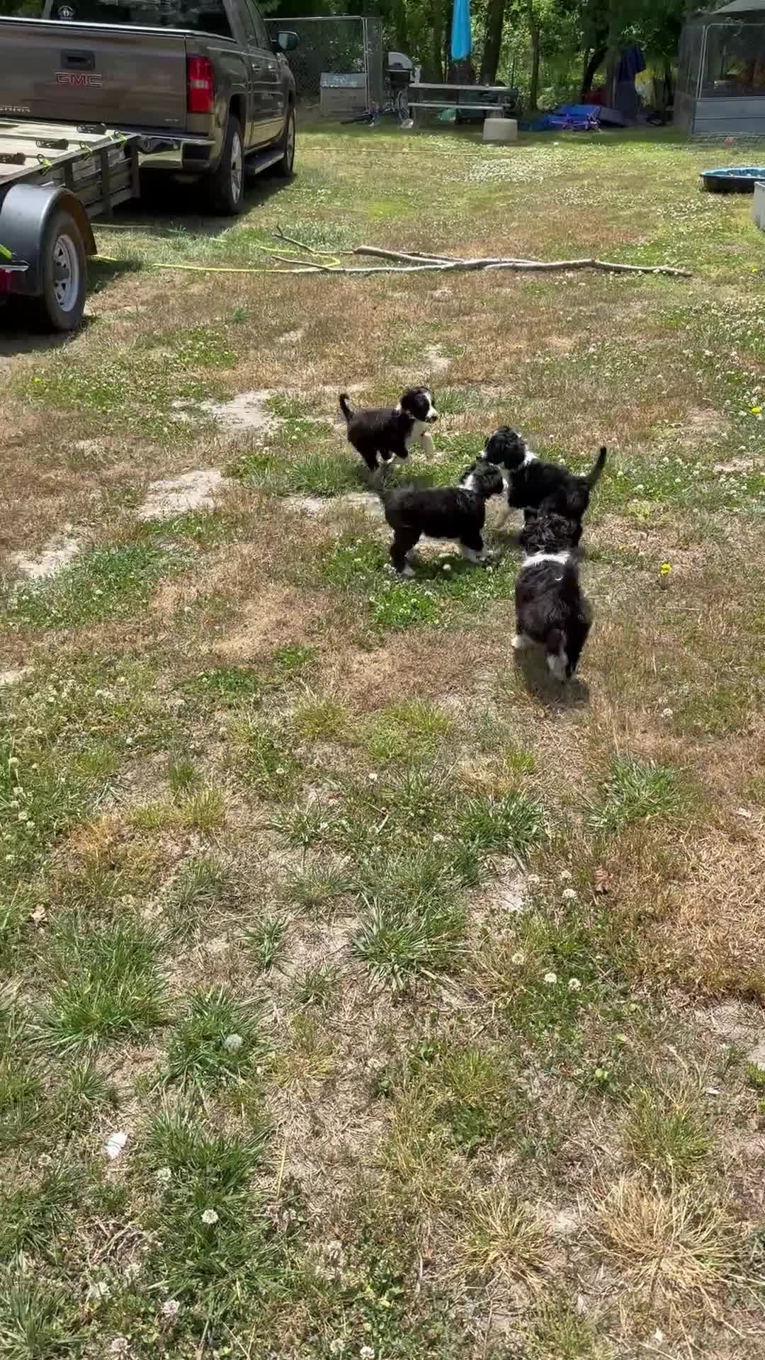 Aussiedoodle dogs for sale: Ol’ Red (Red) - Video 2