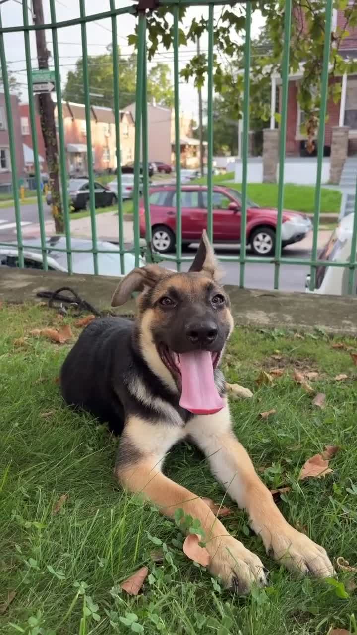 German Shepherd dogs for sale: Bean - Video 1