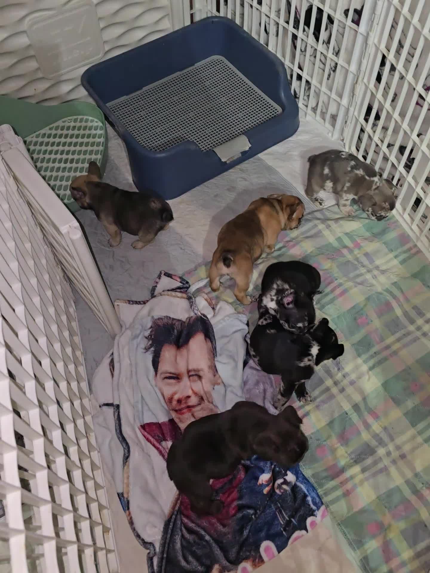 French Bulldog dogs for sale: French Bulldog Puppy 1 - Video 1
