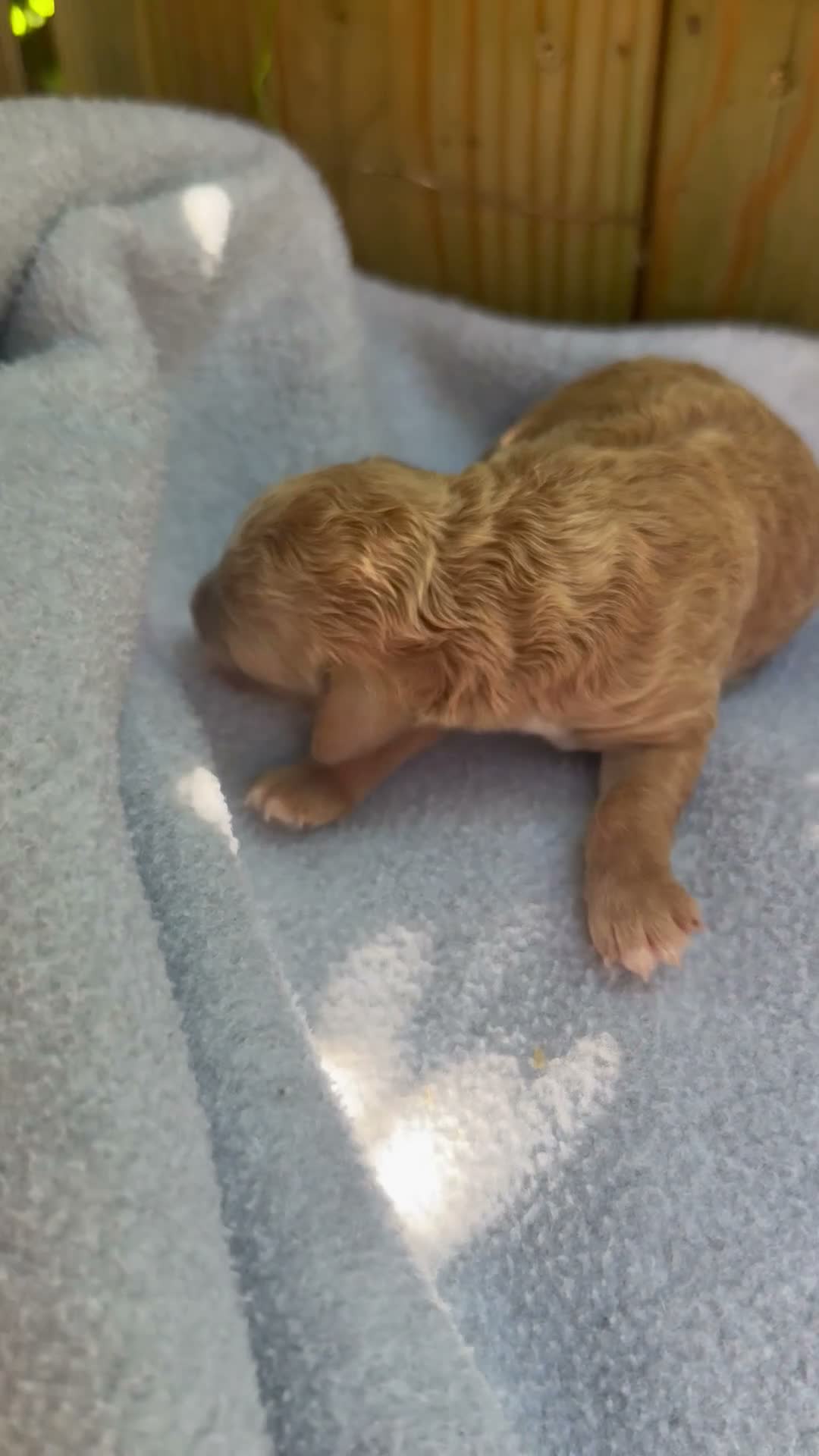 Bichpoo dogs for sale: Sunny - Video 1
