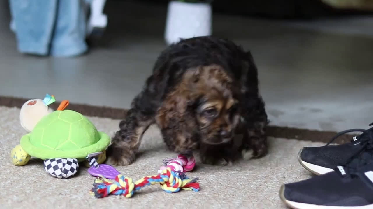 Cocker Spaniel dogs for sale: Lulu - Video 6