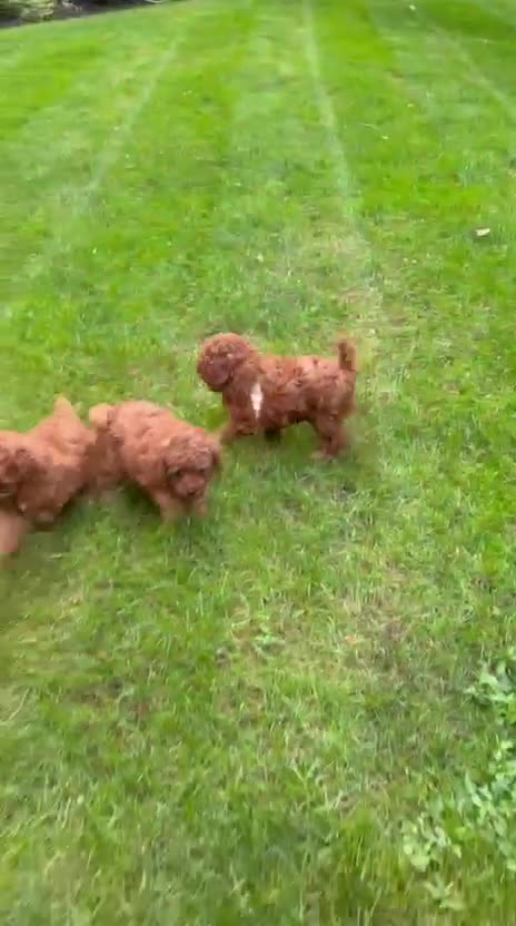 Miniature Poodle dogs for sale: Sandy - Video 1