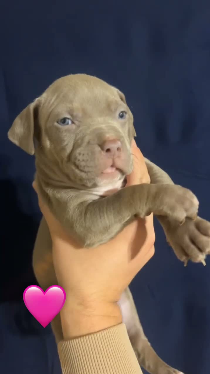 American Bully dogs for sale: American Bully 1 - Video 1