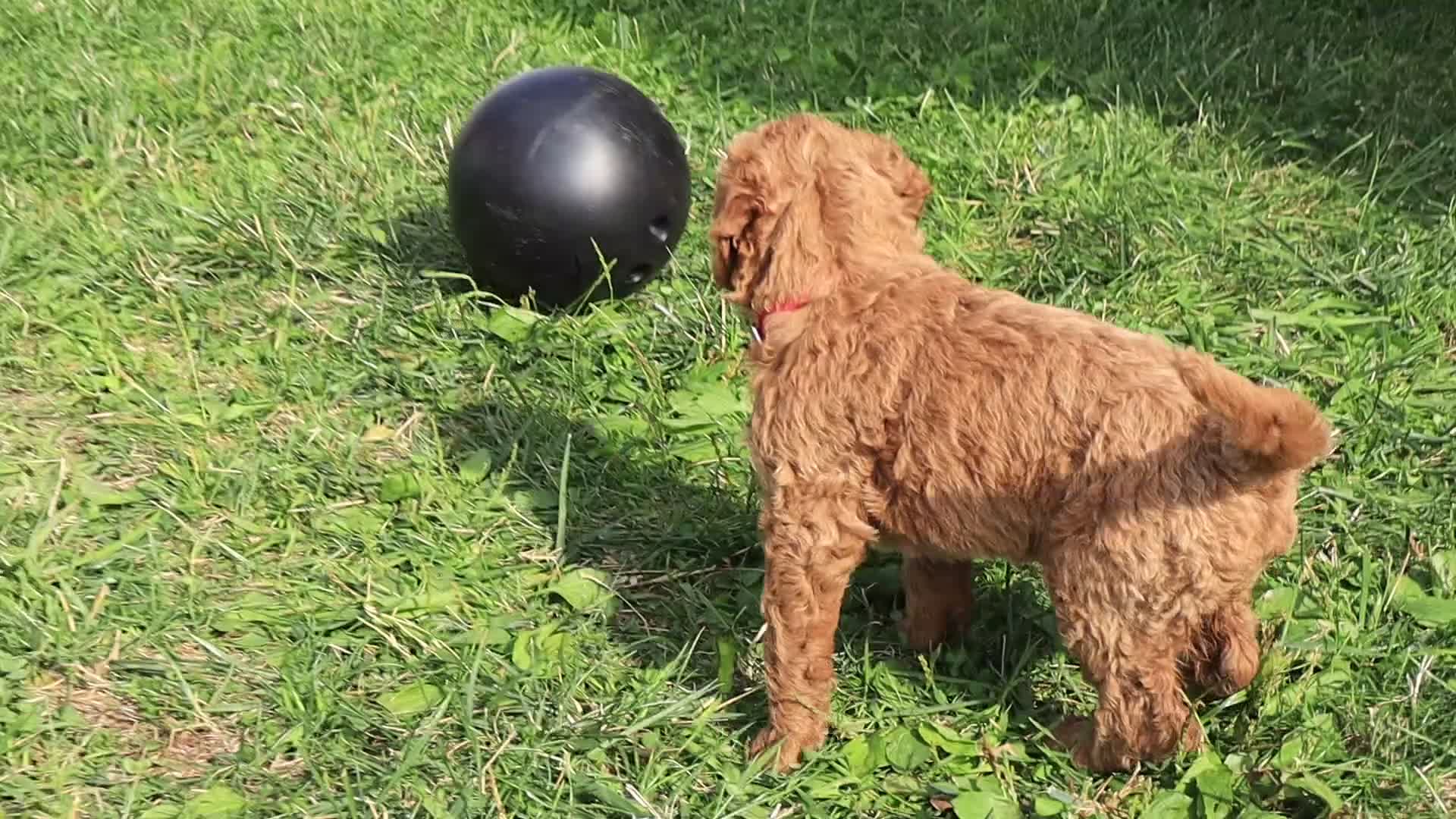 Standard Poodle dogs for sale: Esther - Video 1