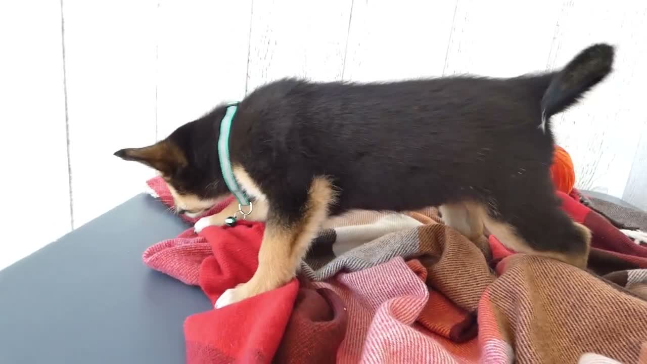Australian Cattle Dog dogs for sale: Australian Cattle Dog 9 Blue Moon - Video 1