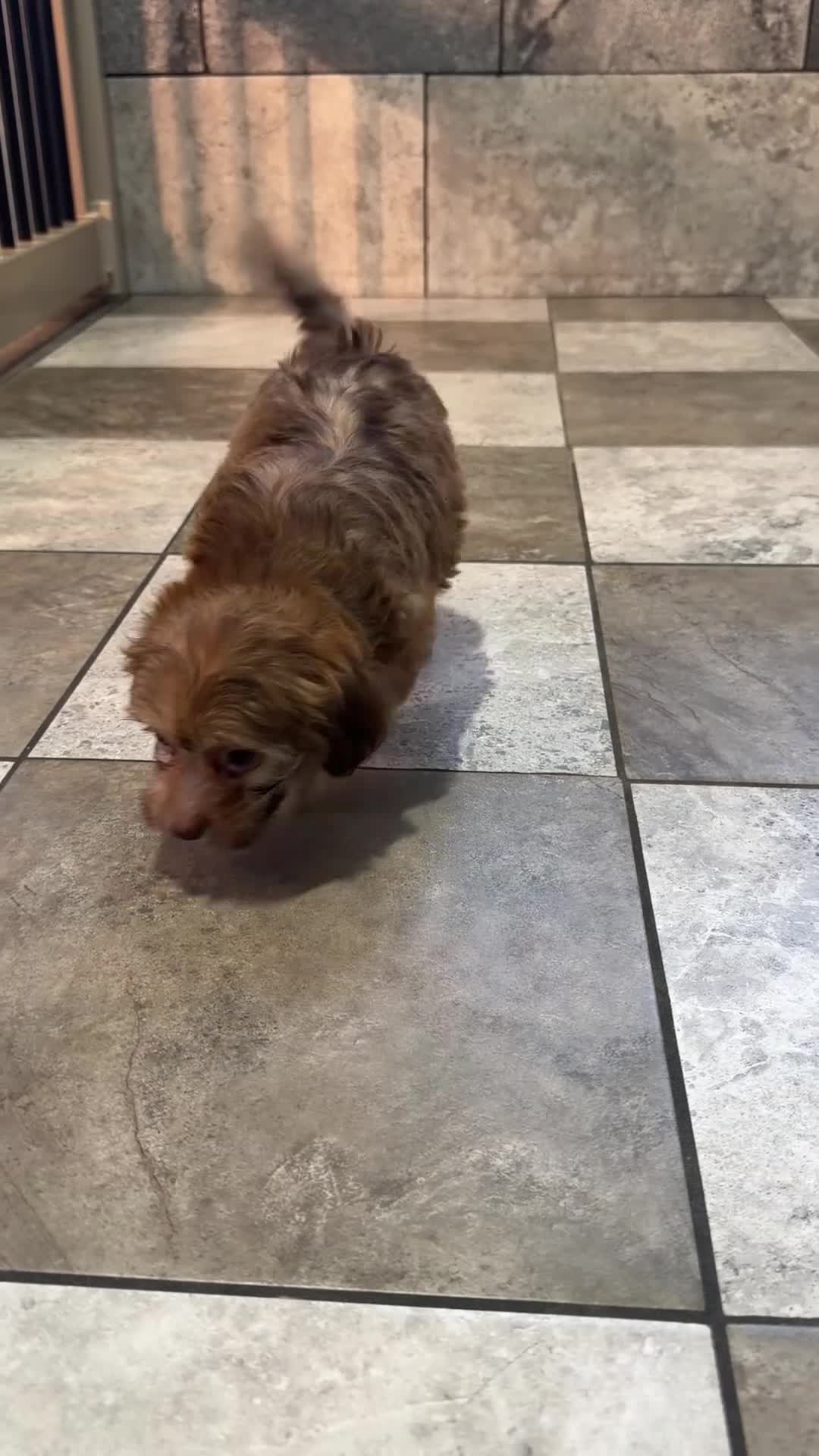Havapoo dogs for sale: Alice - Video 1