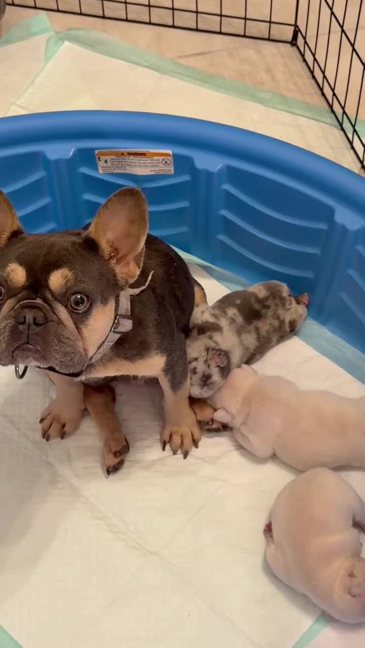 French Bulldog dogs for sale: French Bulldog Puppy 2 - Video 3