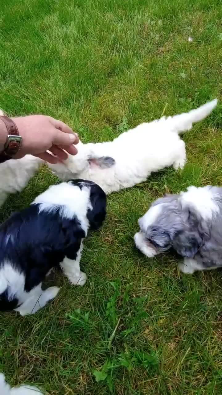 Mini Sheepadoodle dogs for sale: Polly - Video 1