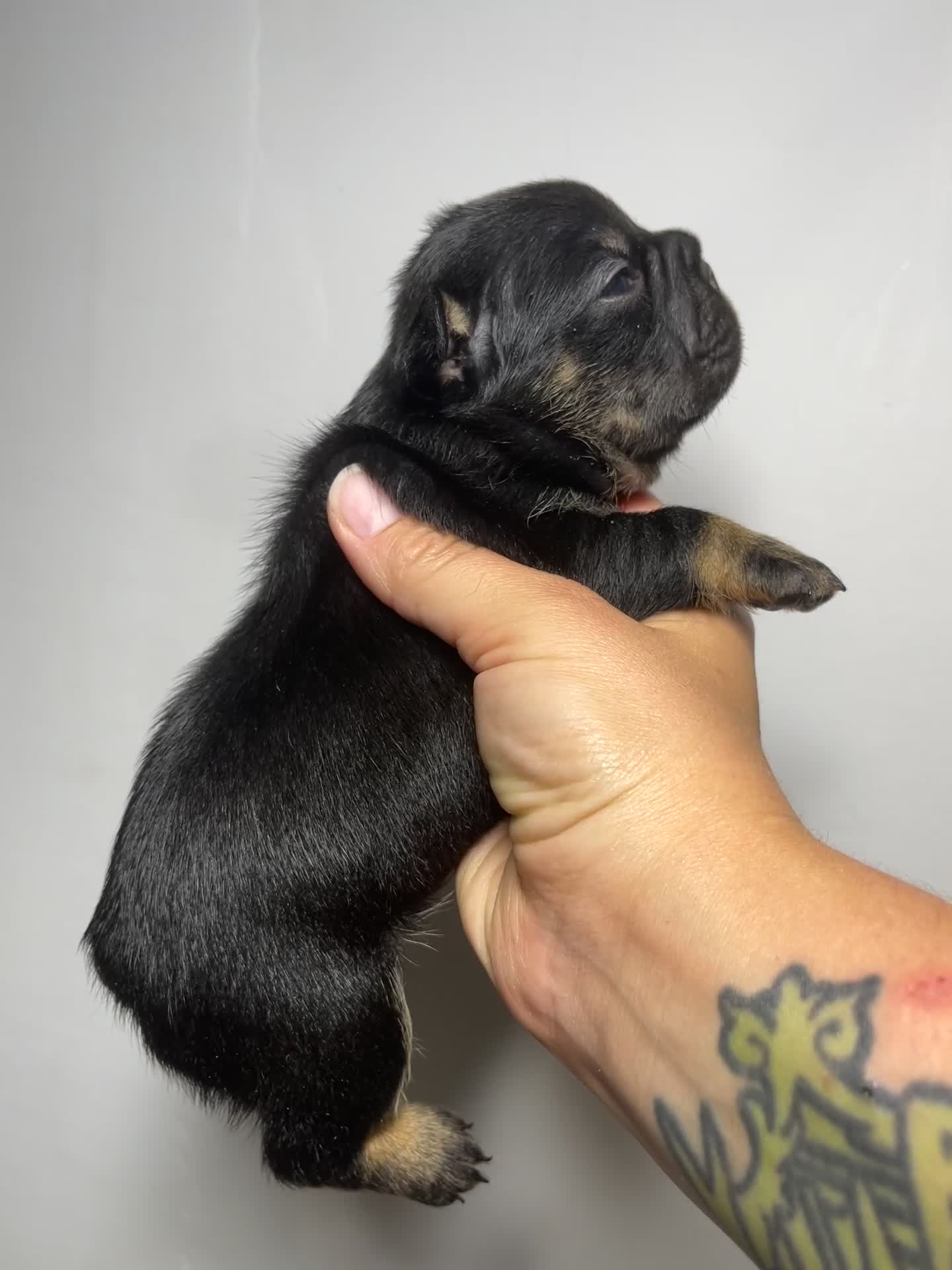 French Bulldog dogs for sale: Sky  - Video 2