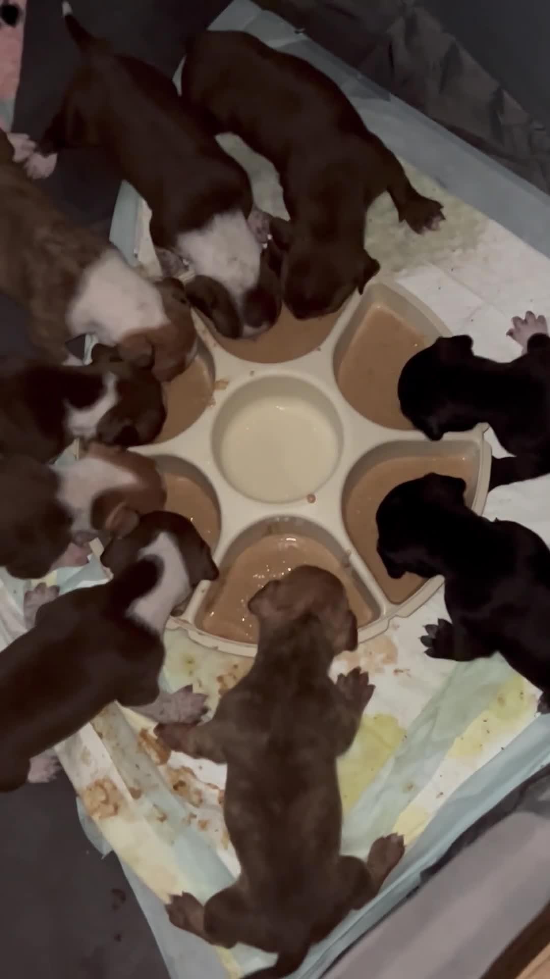 American Bully dogs for sale: Zeuss  - Video 1