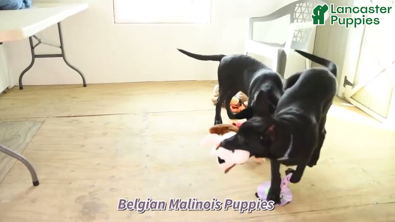 Belgian Malinois dogs for sale: Draco - Video 2