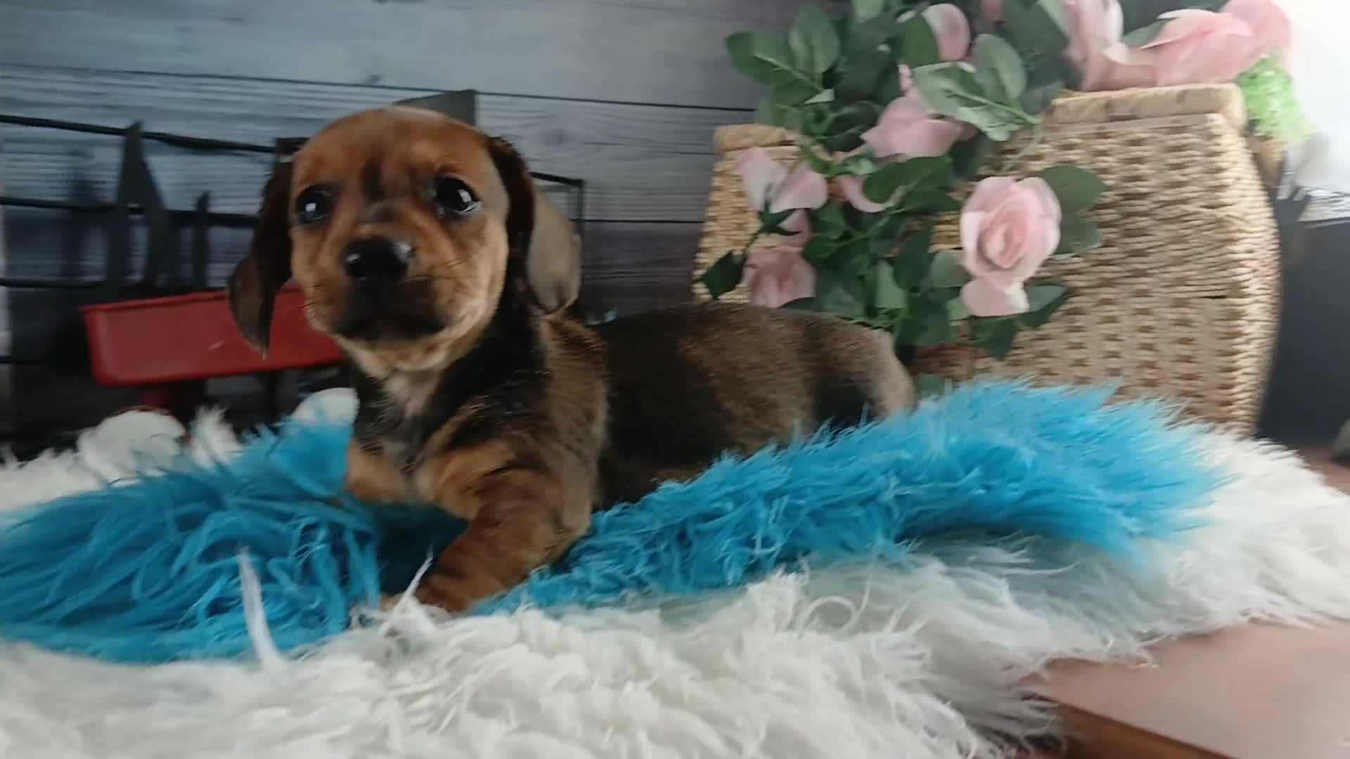 Dachshund dogs for sale: Nationwide delivery. Gloria's sable boy - Video 1
