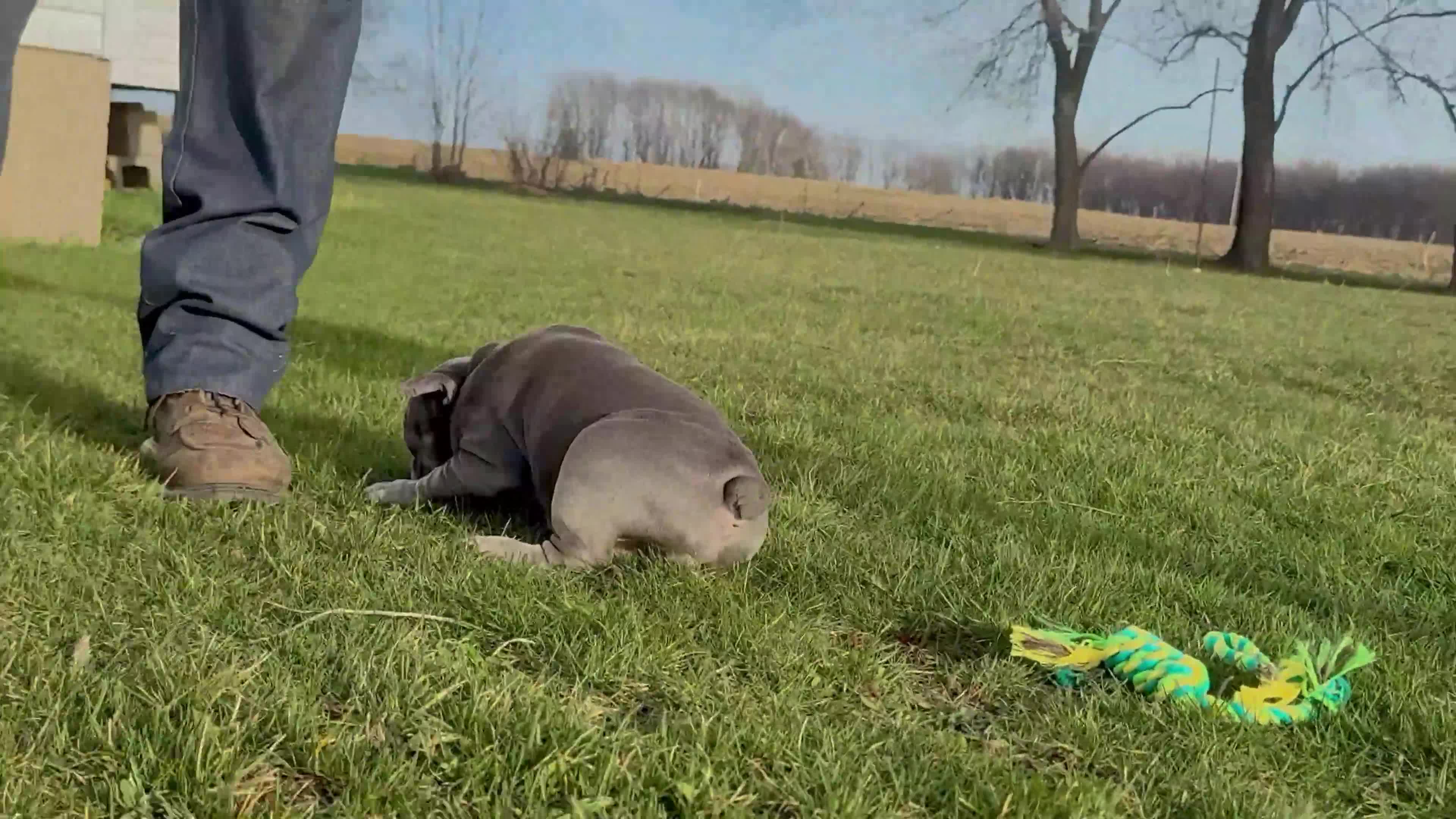 French Bulldog dogs for sale: Percy “Brown” Collar, Male - Video 2