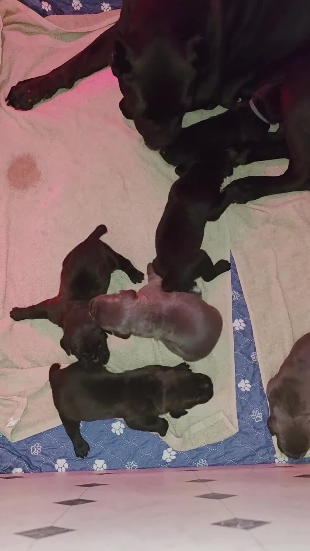 Cane Corso dogs for sale: Cane Corso Puppy 3 - Video 4