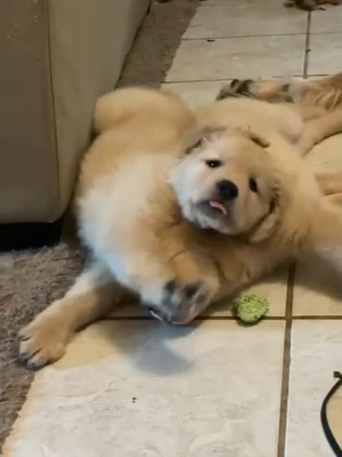 Golden Retriever dogs for sale: Sweetpea - Video 1