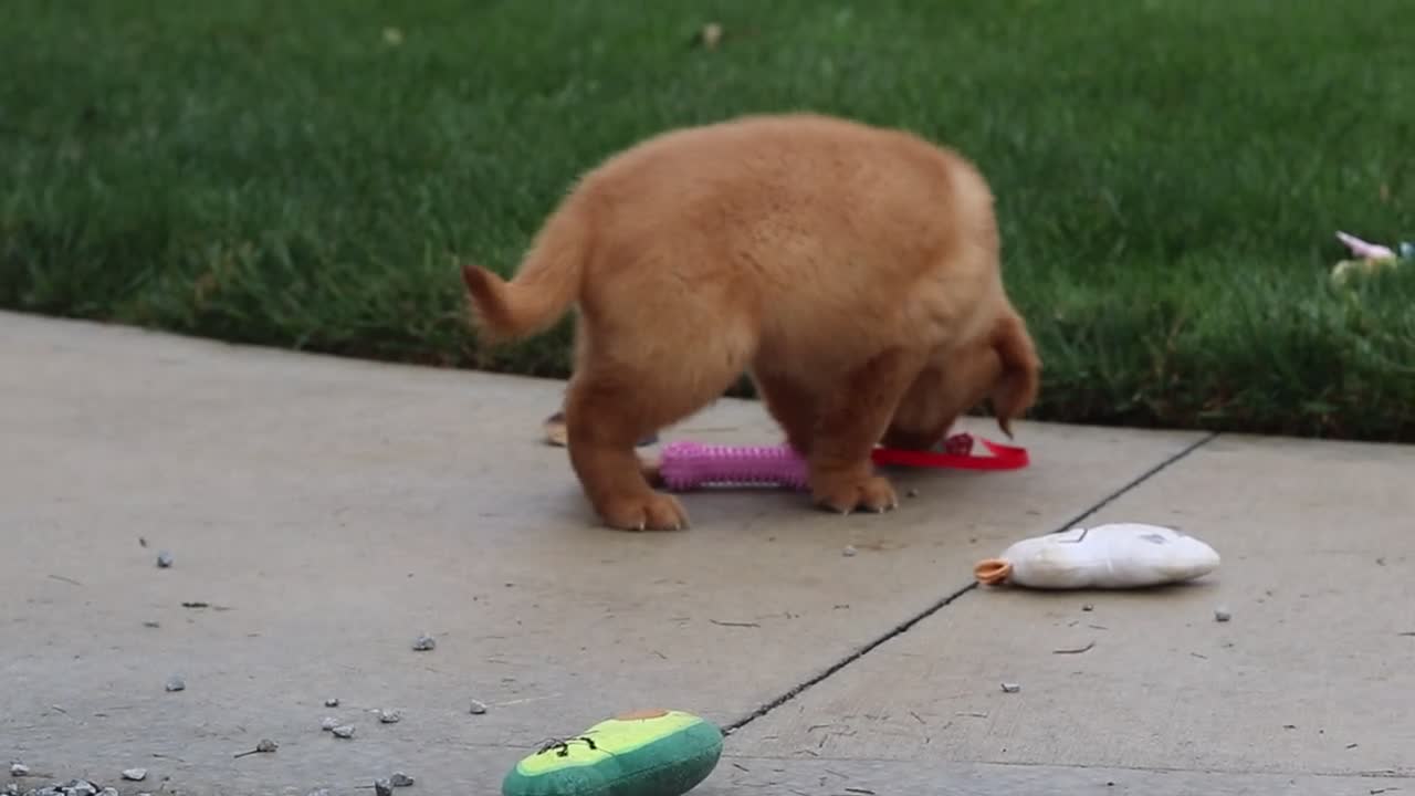 Golden Retriever dogs for sale: Maverick — Your New Golden Best Friend! 🐾 - Video 1