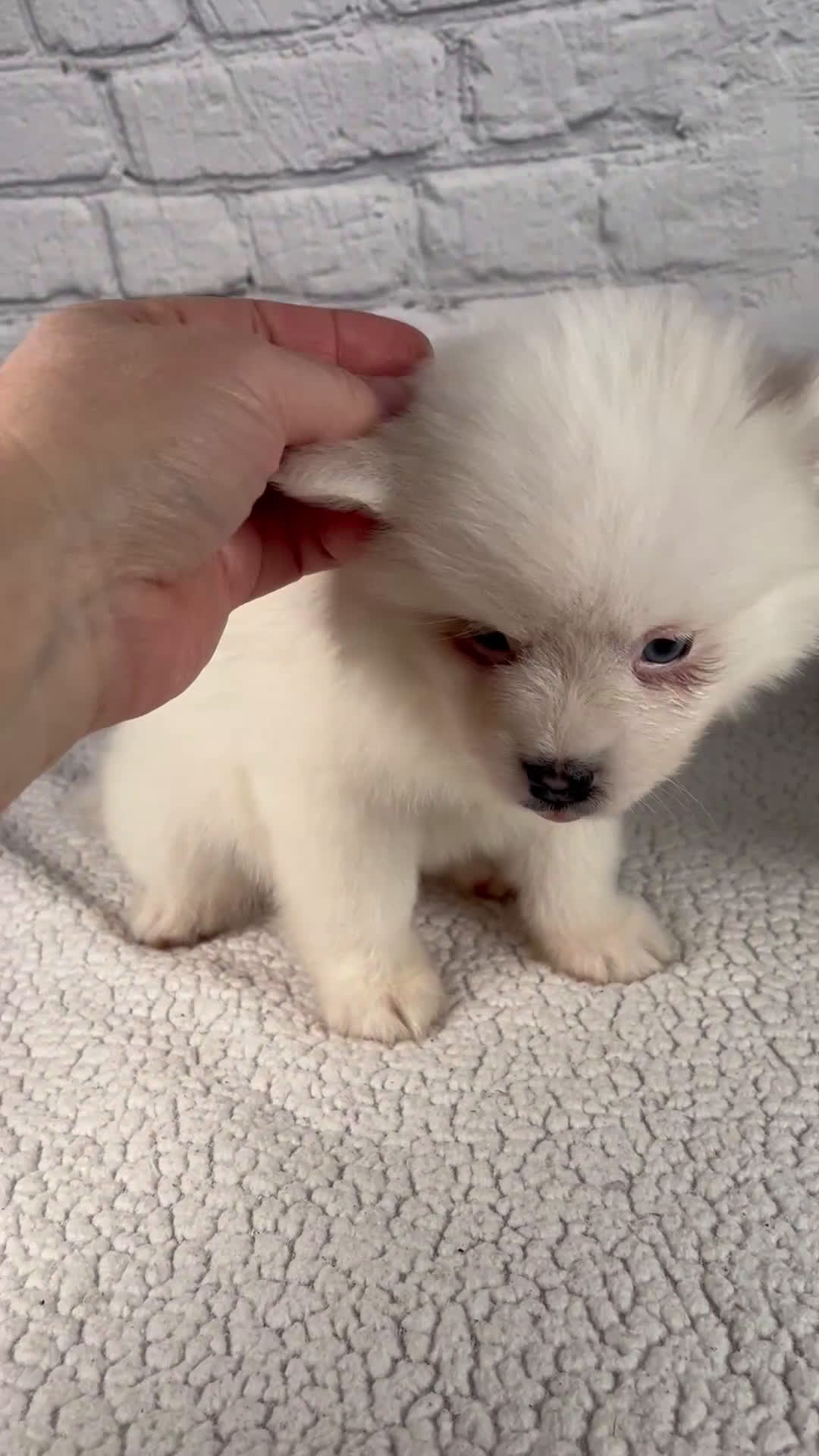 Pomsky dogs for sale: Nola - Video 1