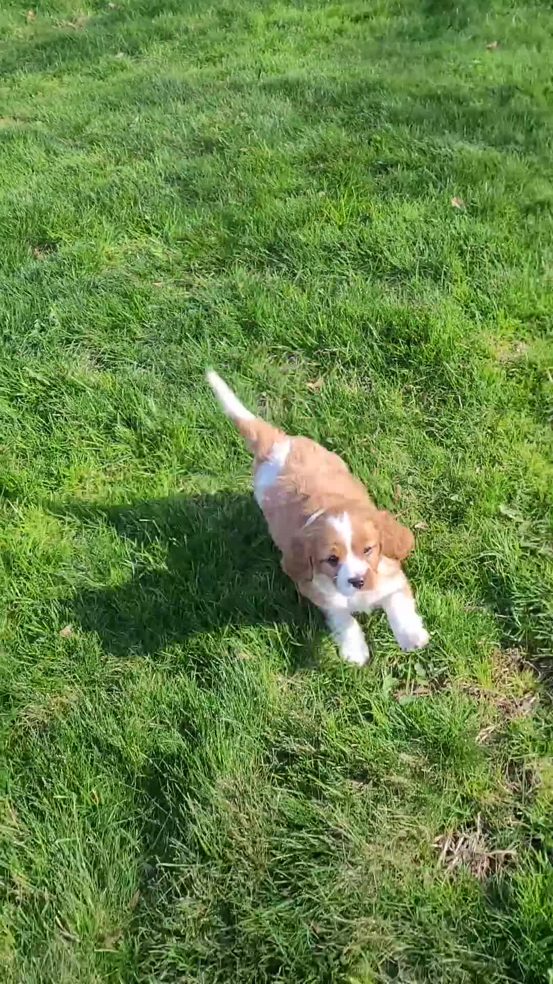 Cavapoo dogs for sale: Cavapoo Puppy 1 - Video 1