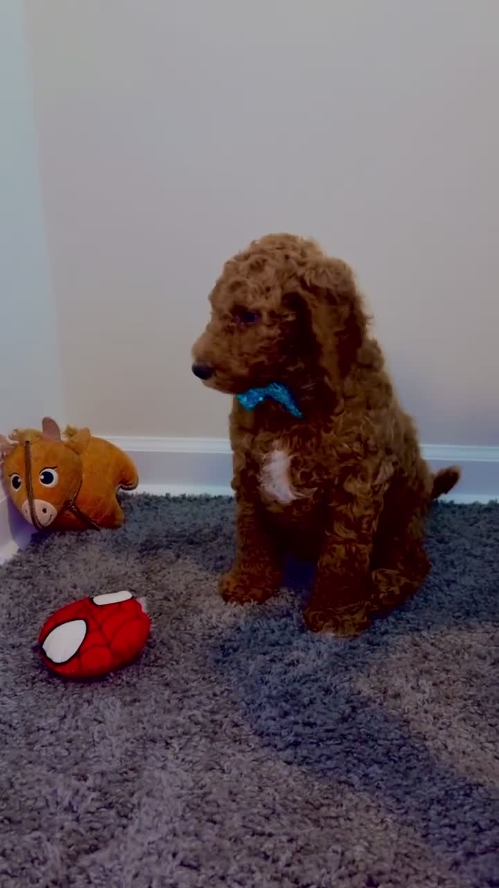 Goldendoodle dogs for sale: Brunson  - Video 1