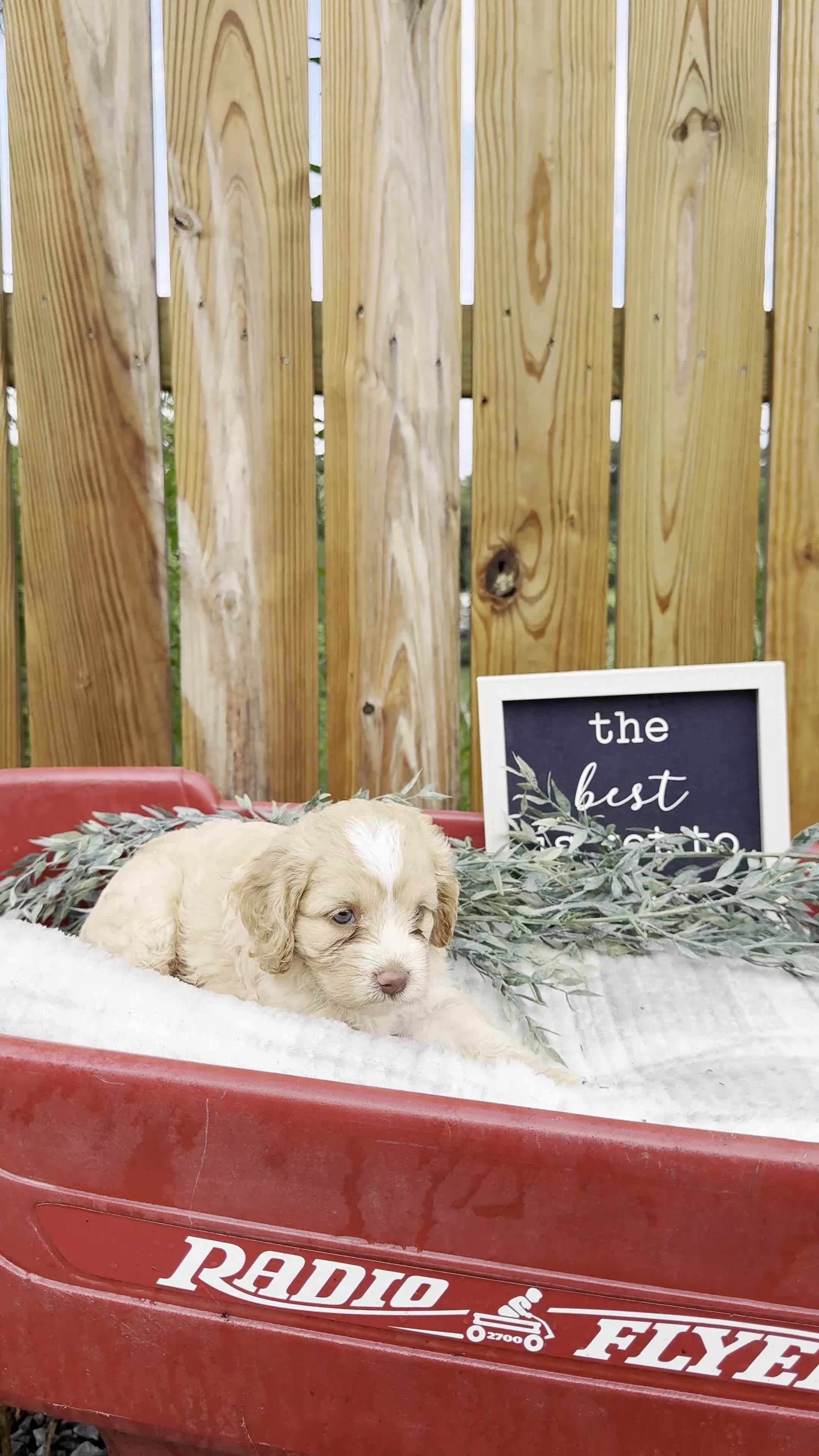Cockapoo dogs for sale: Bailie - Video 1