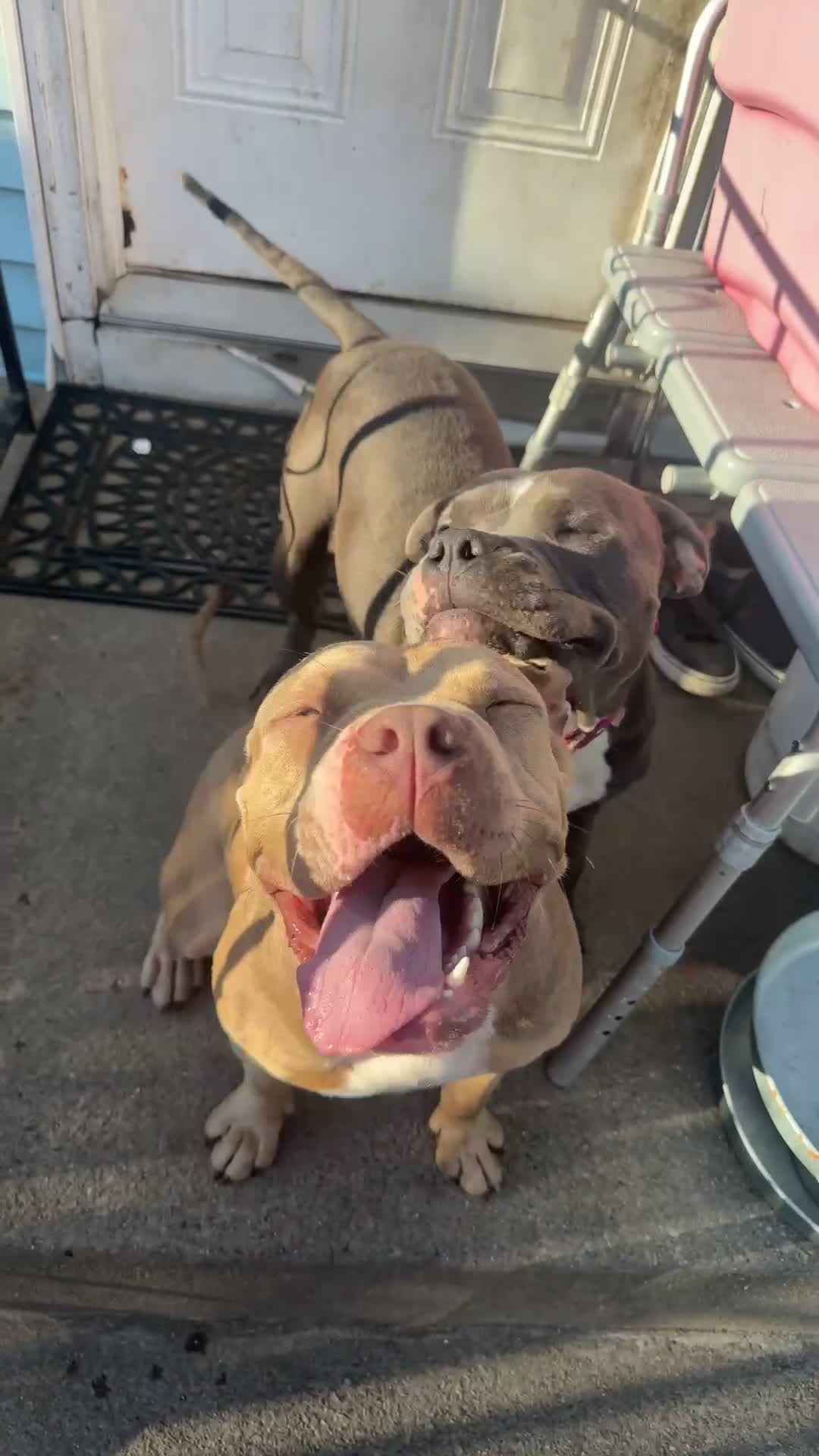 American Bully dogs for sale: American Bully 2 - Video 1