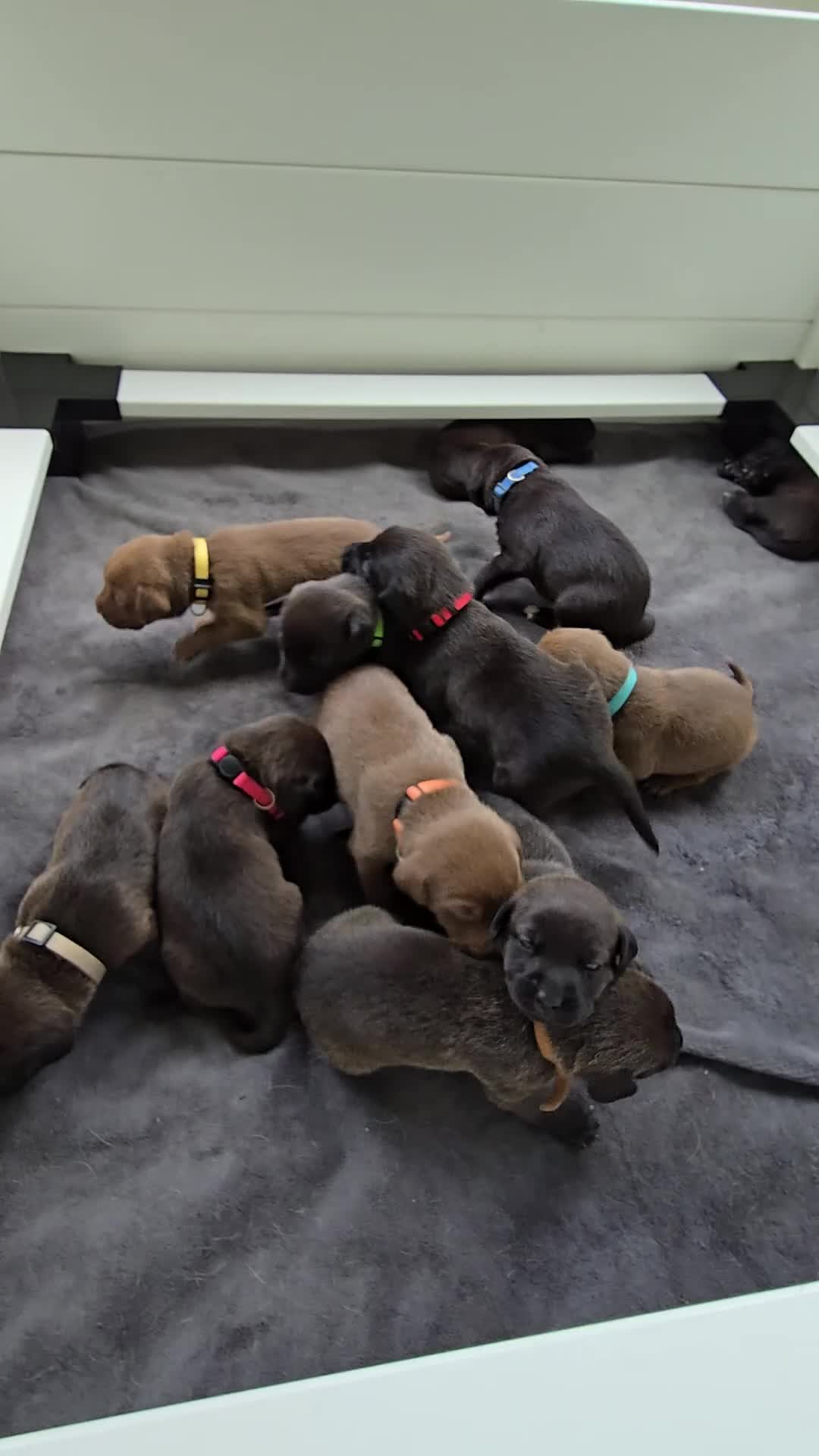 Zira (purple collar) Mixed Breed for sale in Westminster