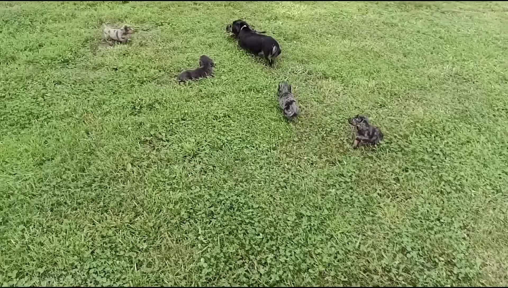 Miniature Dachshund dogs for sale: Charlie - Video 1