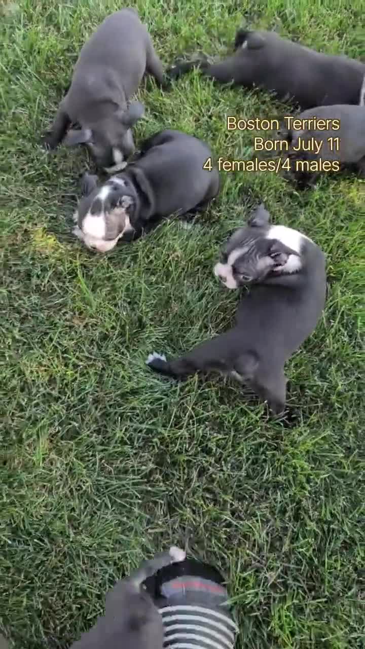 Boston Terrier dogs for sale: Tripp - Video 3