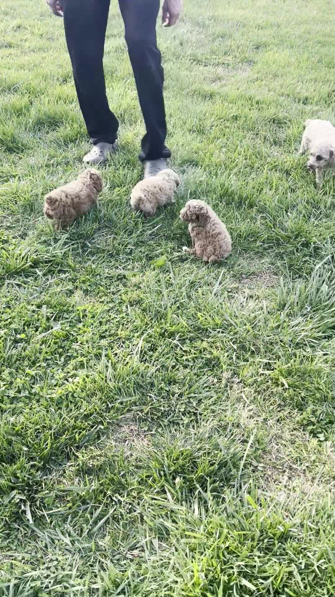 Toy Poodle dogs for sale: Peter - Video 1