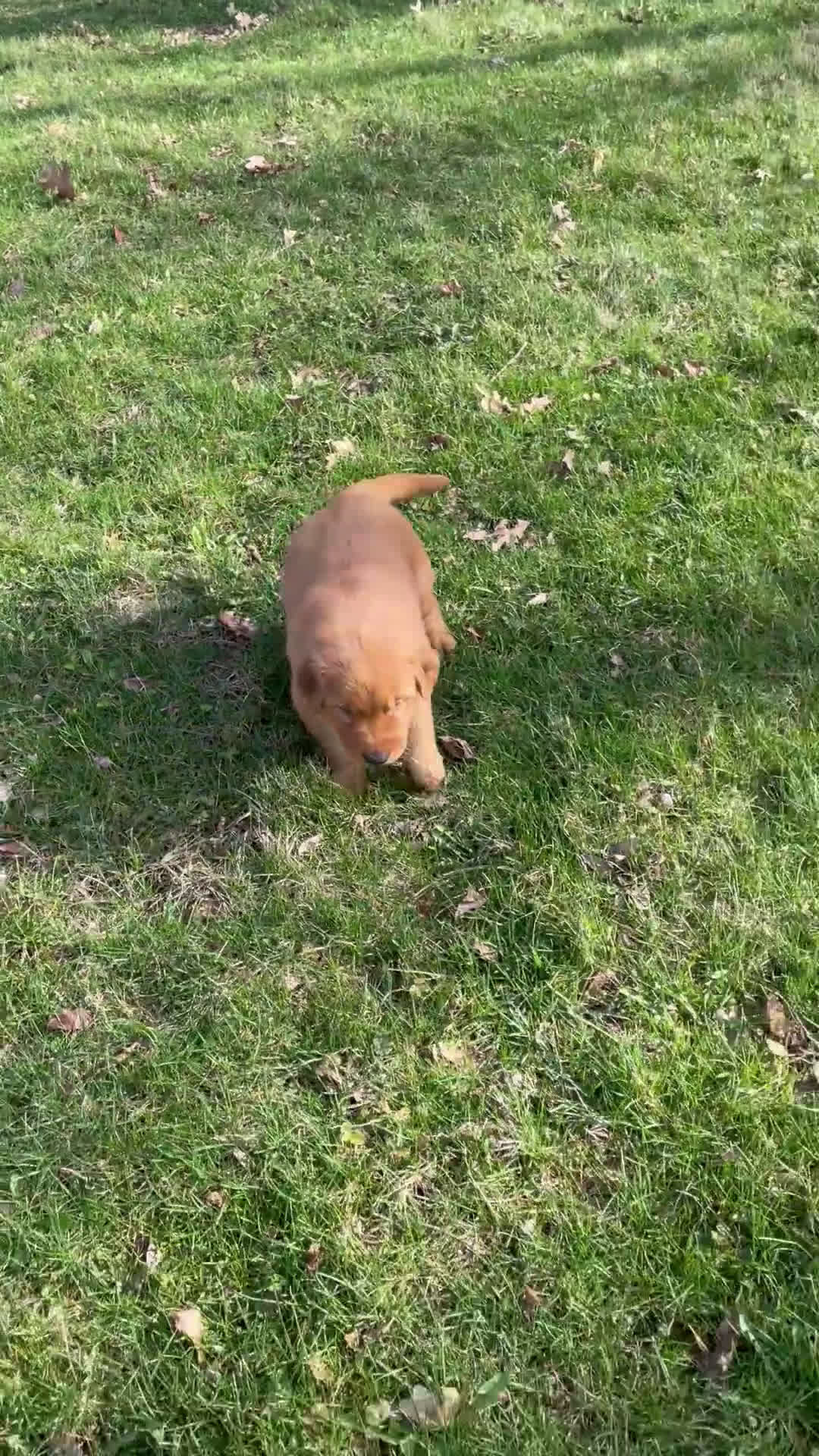 Golden Retriever dogs for sale: Duke - Video 10