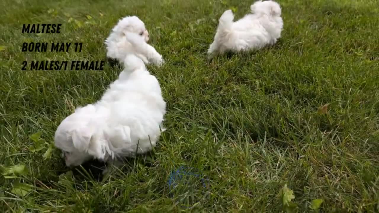 Maltese dogs for sale: Macy - Video 3