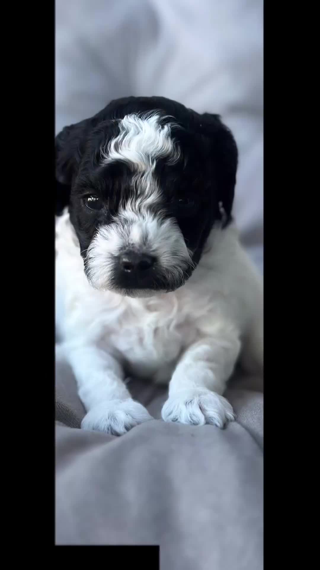 Toy Poodle dogs for sale: Storm - Video 4