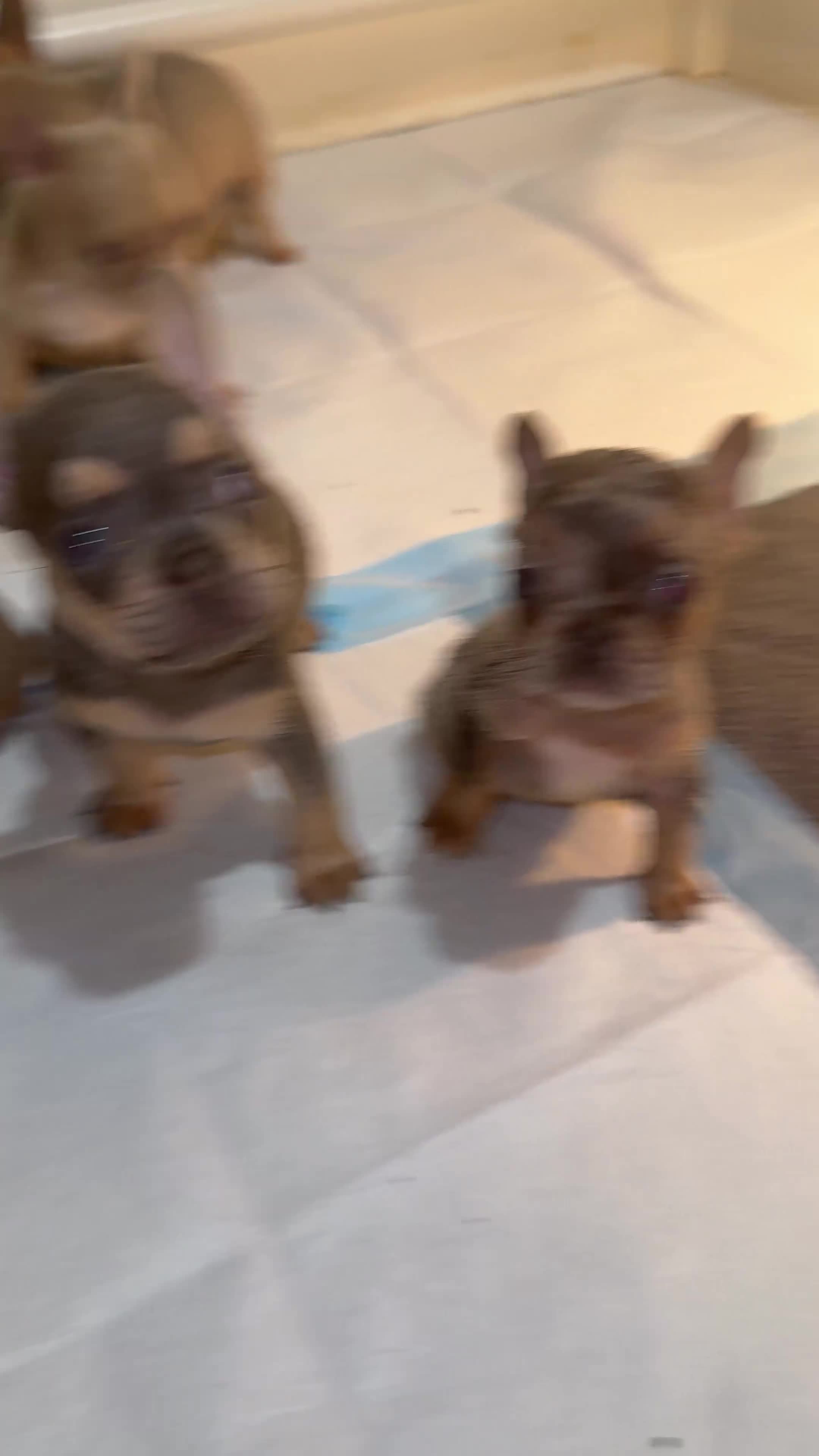 French Bulldog dogs for sale: French Bulldog Puppy 2 - Video 2