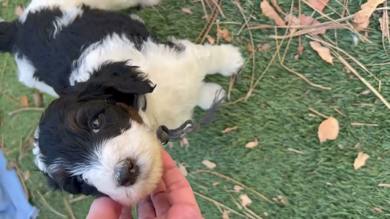 Mixed Breed dogs for sale: Loren – Grey & White Small Merle Female Mini Bernedoodle | Happy & Social | 25–30 lbs - Video 7