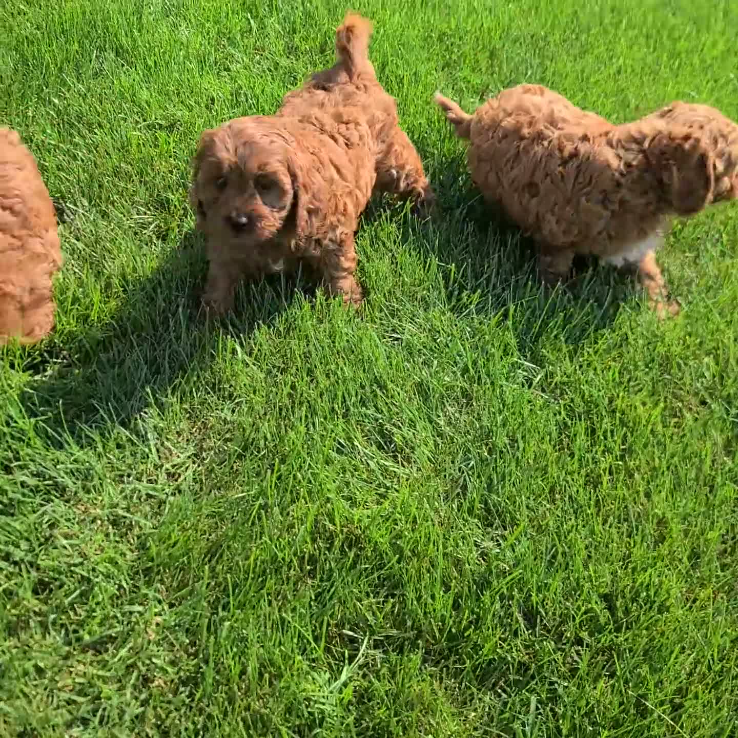 Cavapoo dogs for sale: Jana - Video 1