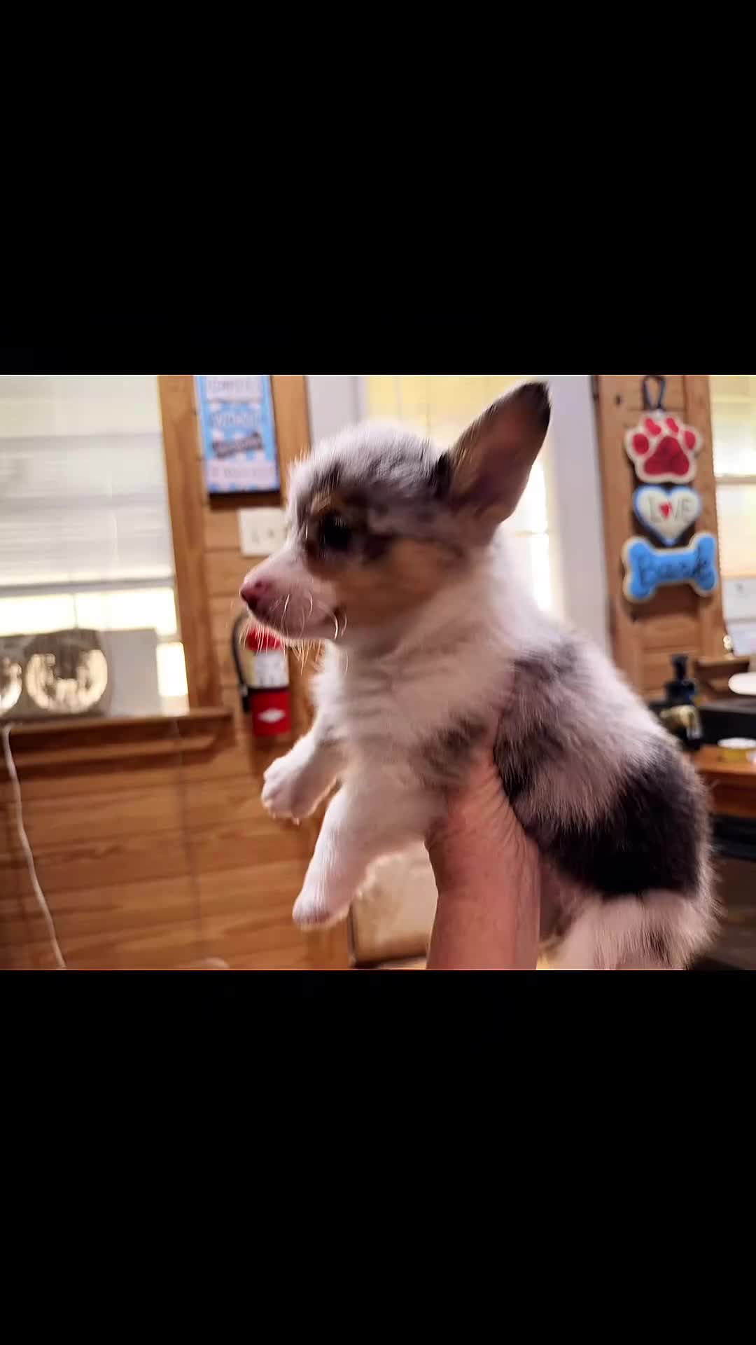 American Corgi dogs for sale: American Corgi Puppy 1 - Video 1