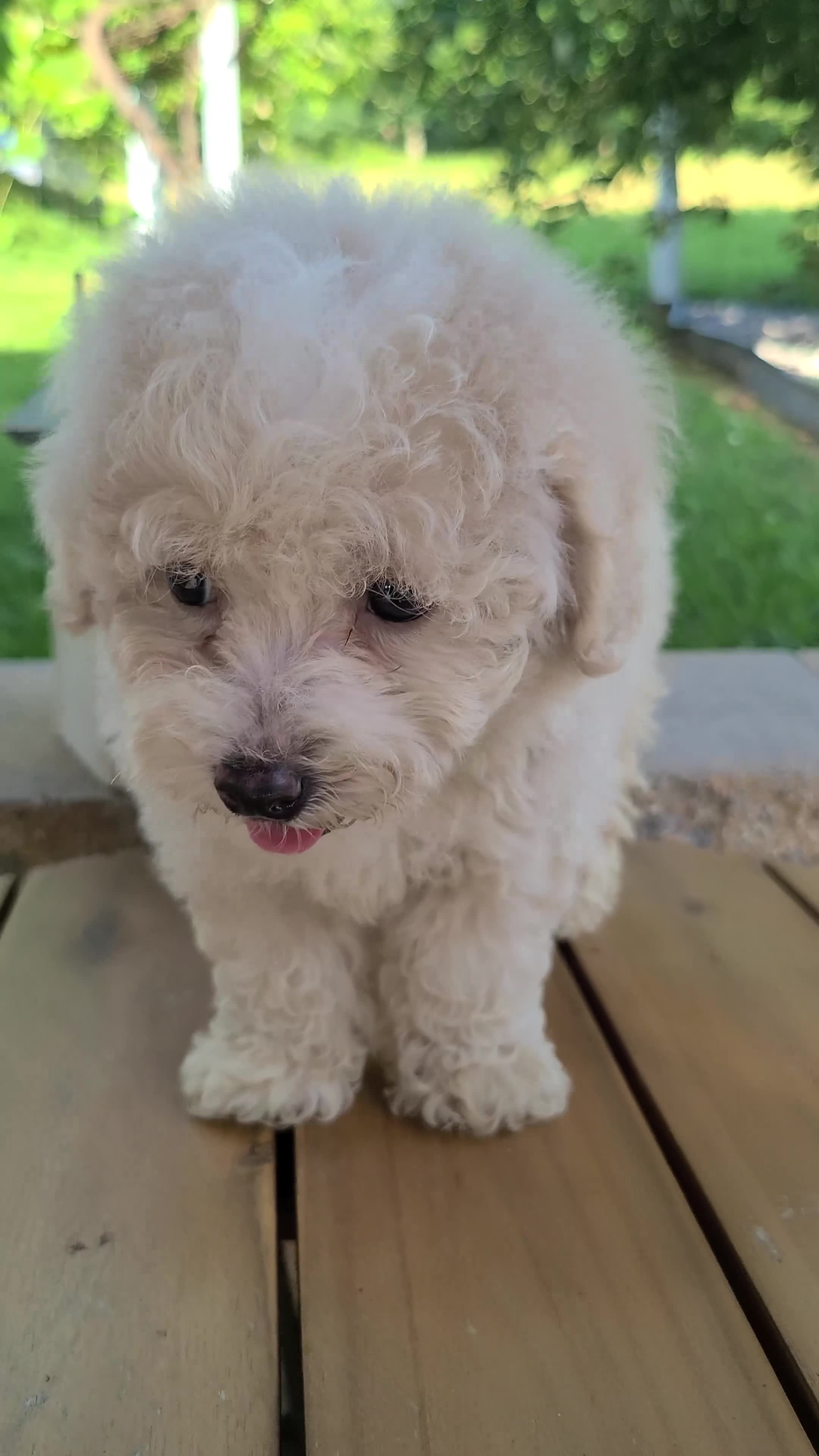Bichpoo dogs for sale: Lonnie - Video 1