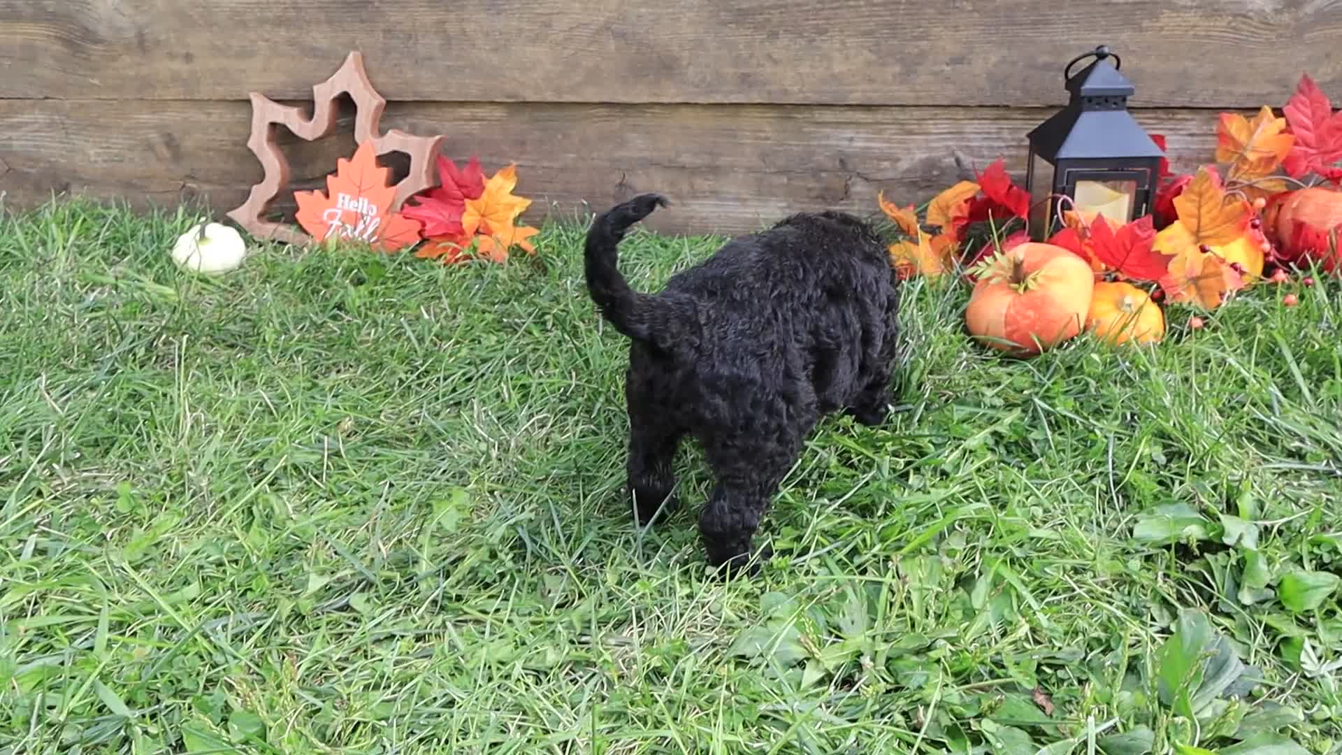 Goldendoodle dogs for sale: Noah - Video 2