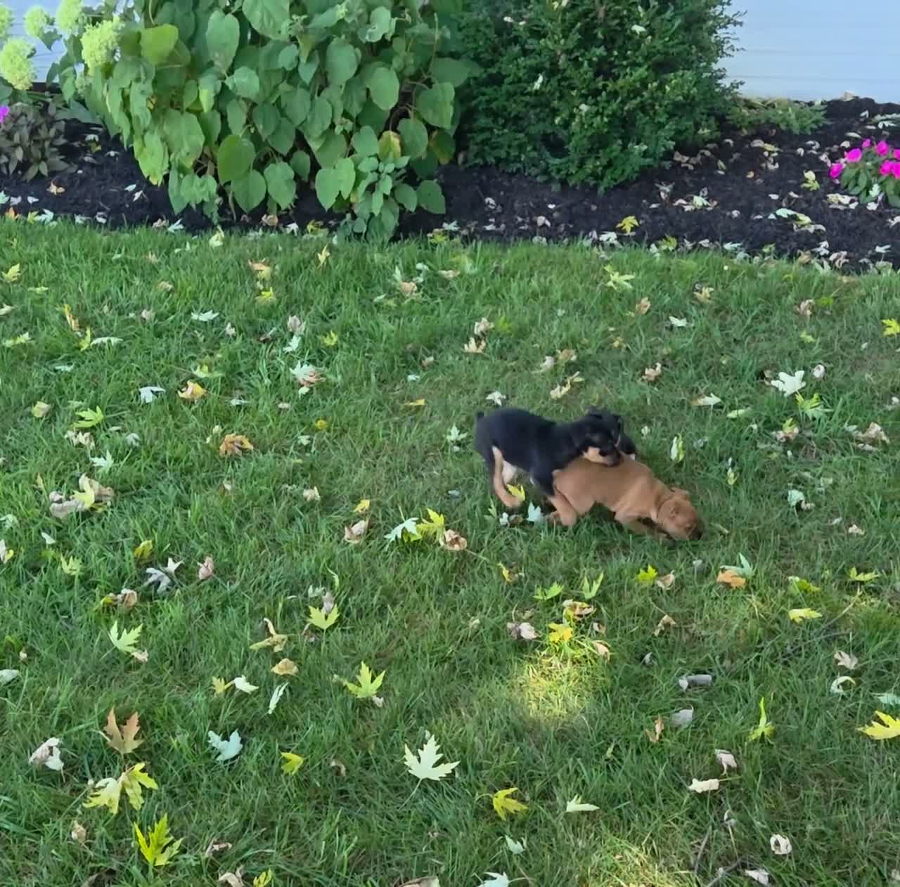 Miniature Pinscher dogs for sale: Dexter - Video 1