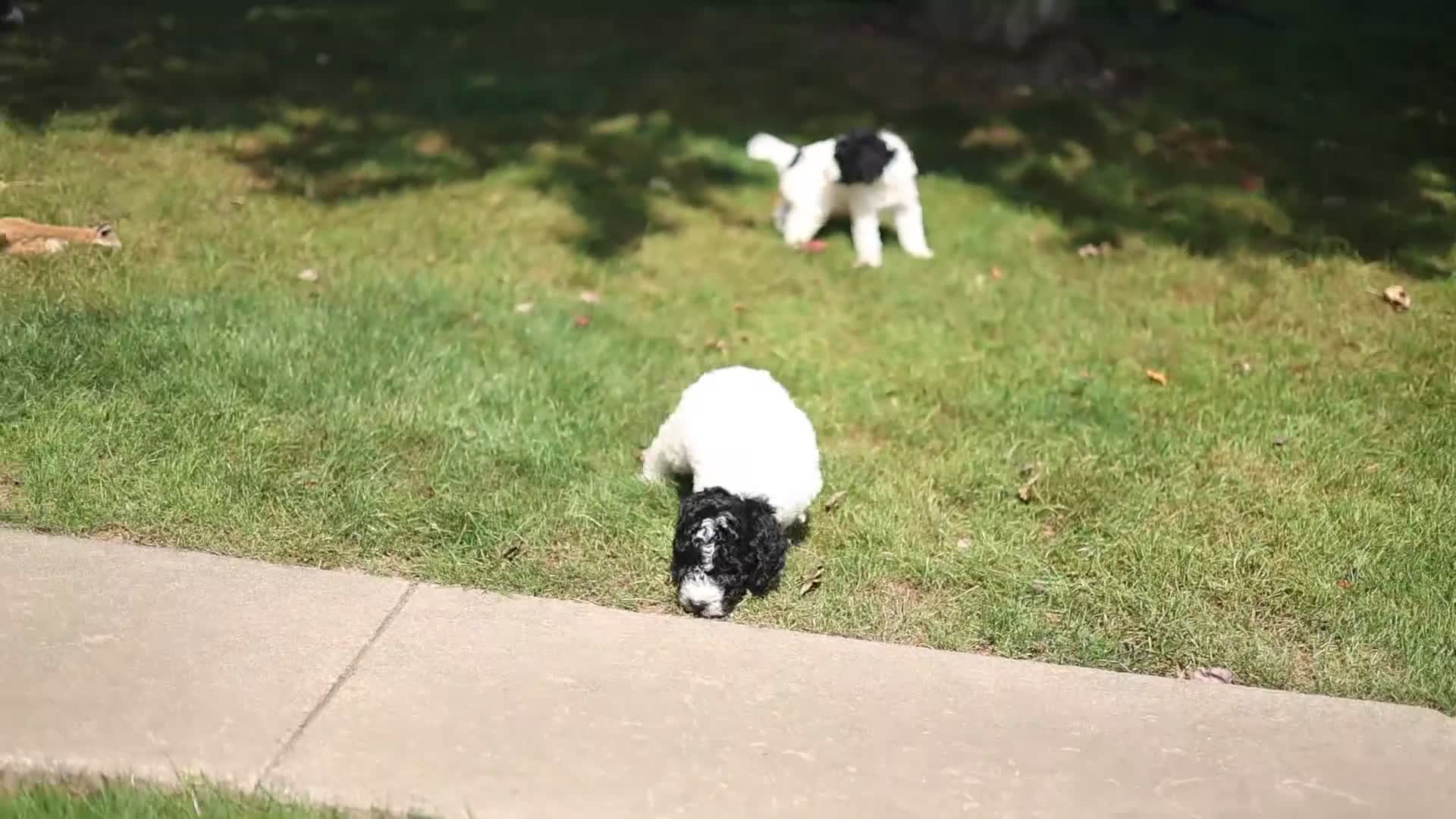 Goldendoodle dogs for sale: Joy - Video 1