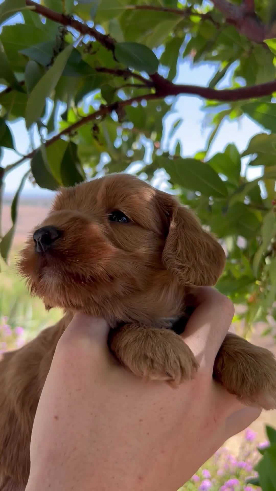Australian Labradoodle dogs for sale: Coral - Video 1