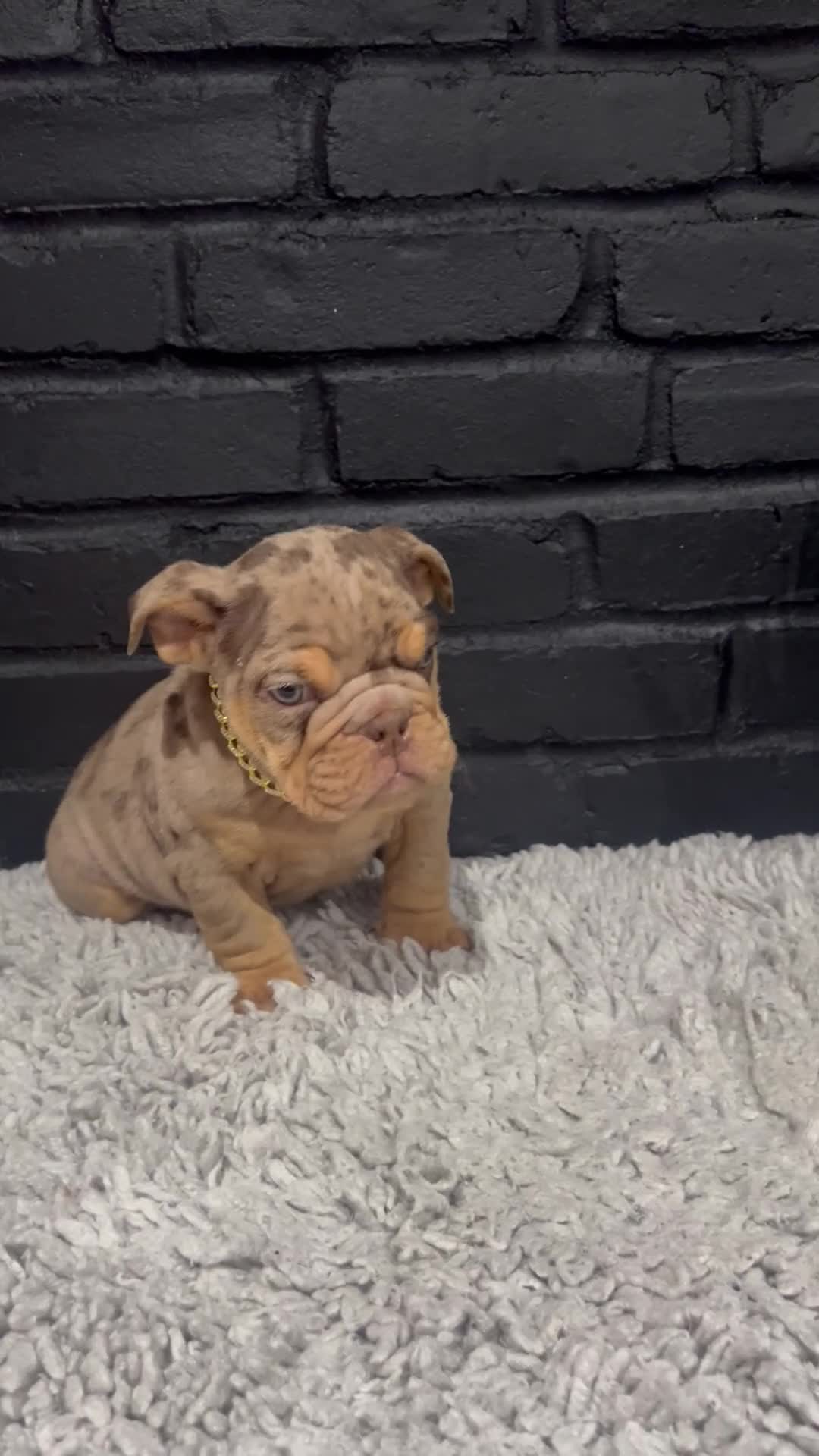 English Bulldog dogs for sale: Juice  - Video 1