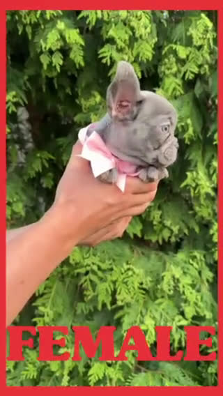 French Bulldog dogs for sale: Alpina - Video 1