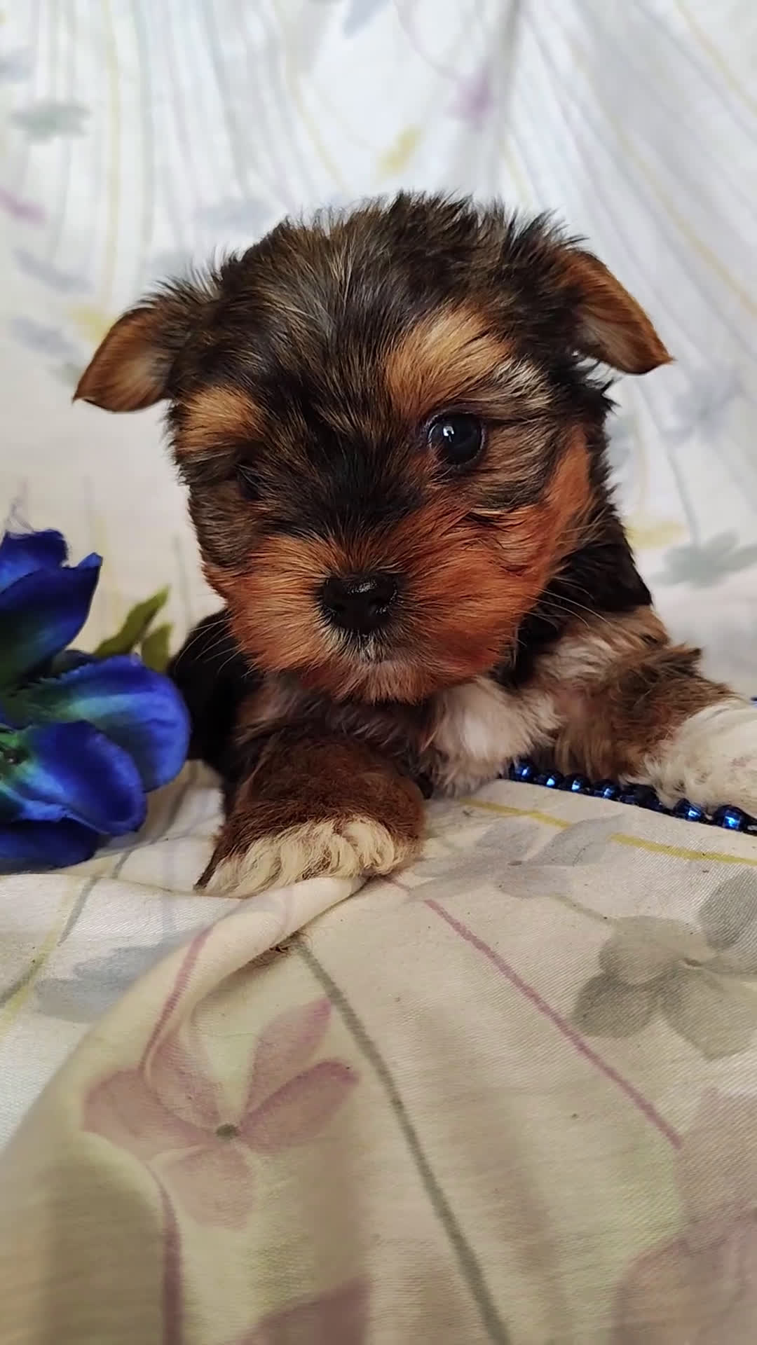 Yorkshire Terrier dogs for sale: Bowie - Video 1