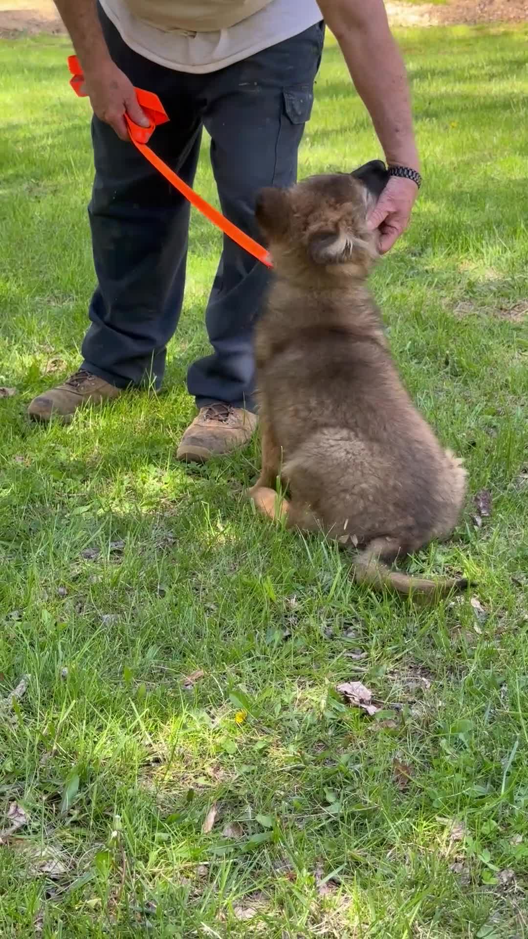 German Shepherd dogs for sale: THALIA - Video 1