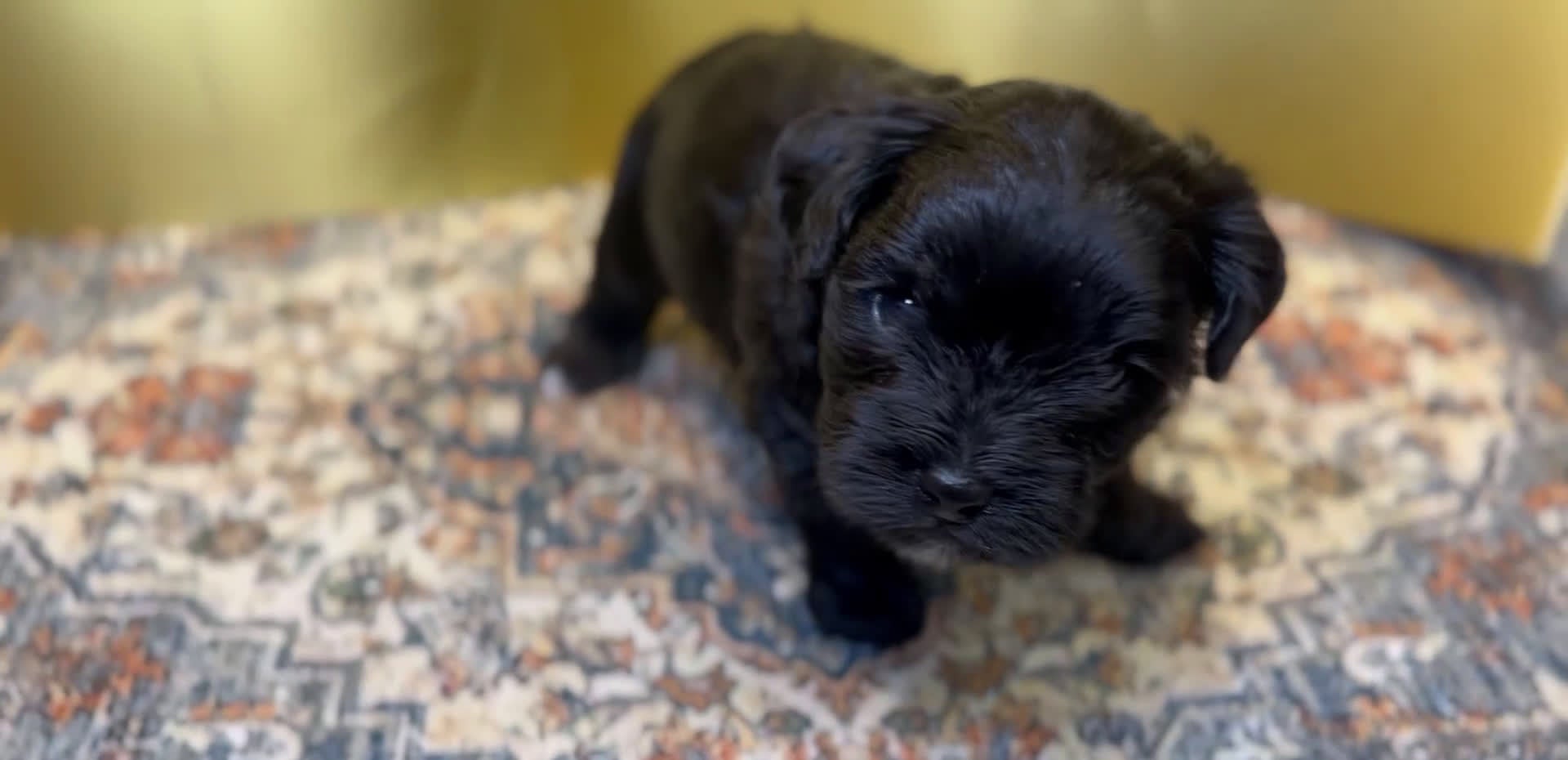 Mixed Breed dogs for sale: Duke - Video 1