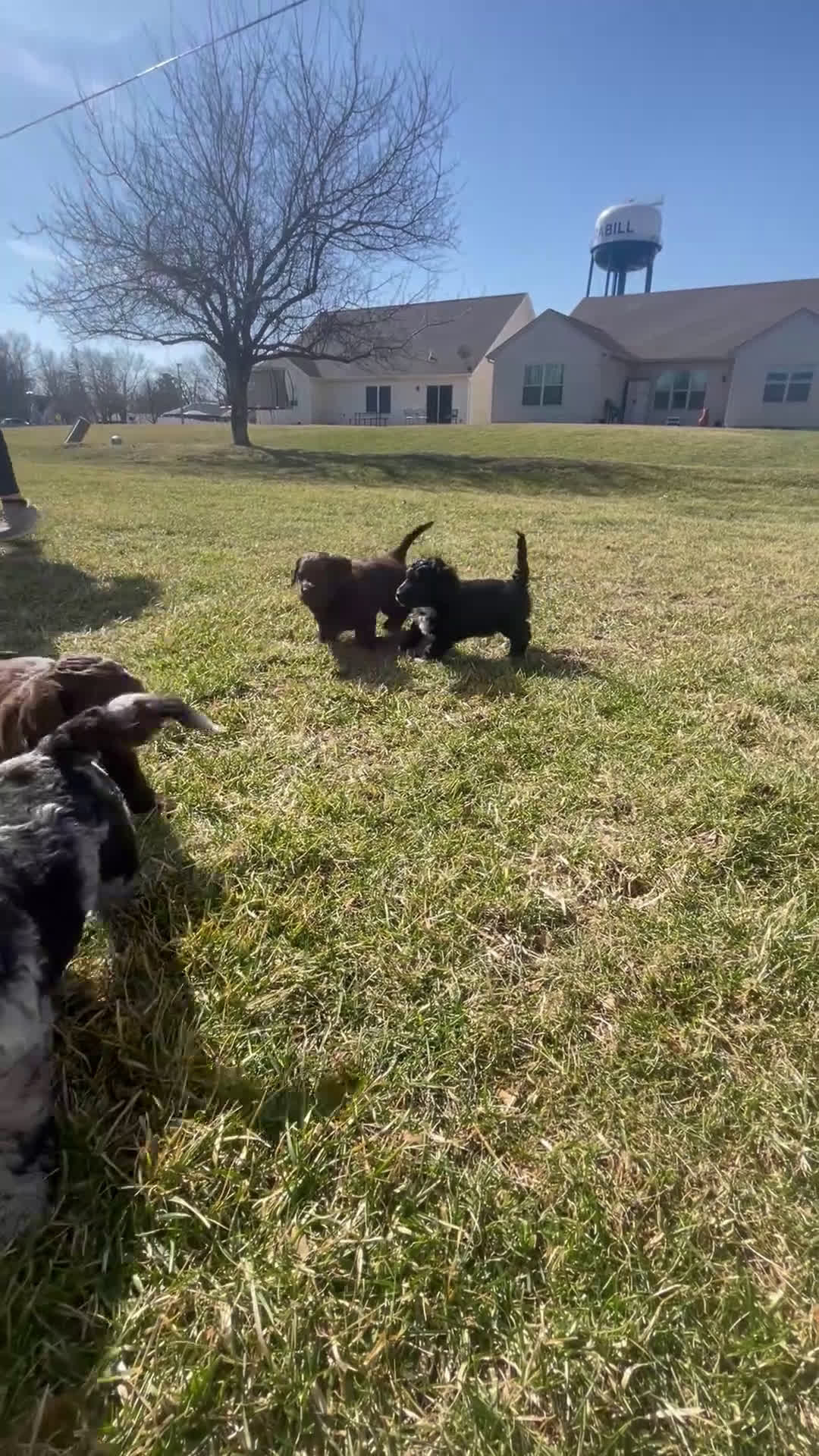Labradoodle dogs for sale: Daisy - Video 1
